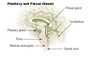 Illu_pituitary_pineal_glands